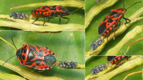 Eurydema ventralis